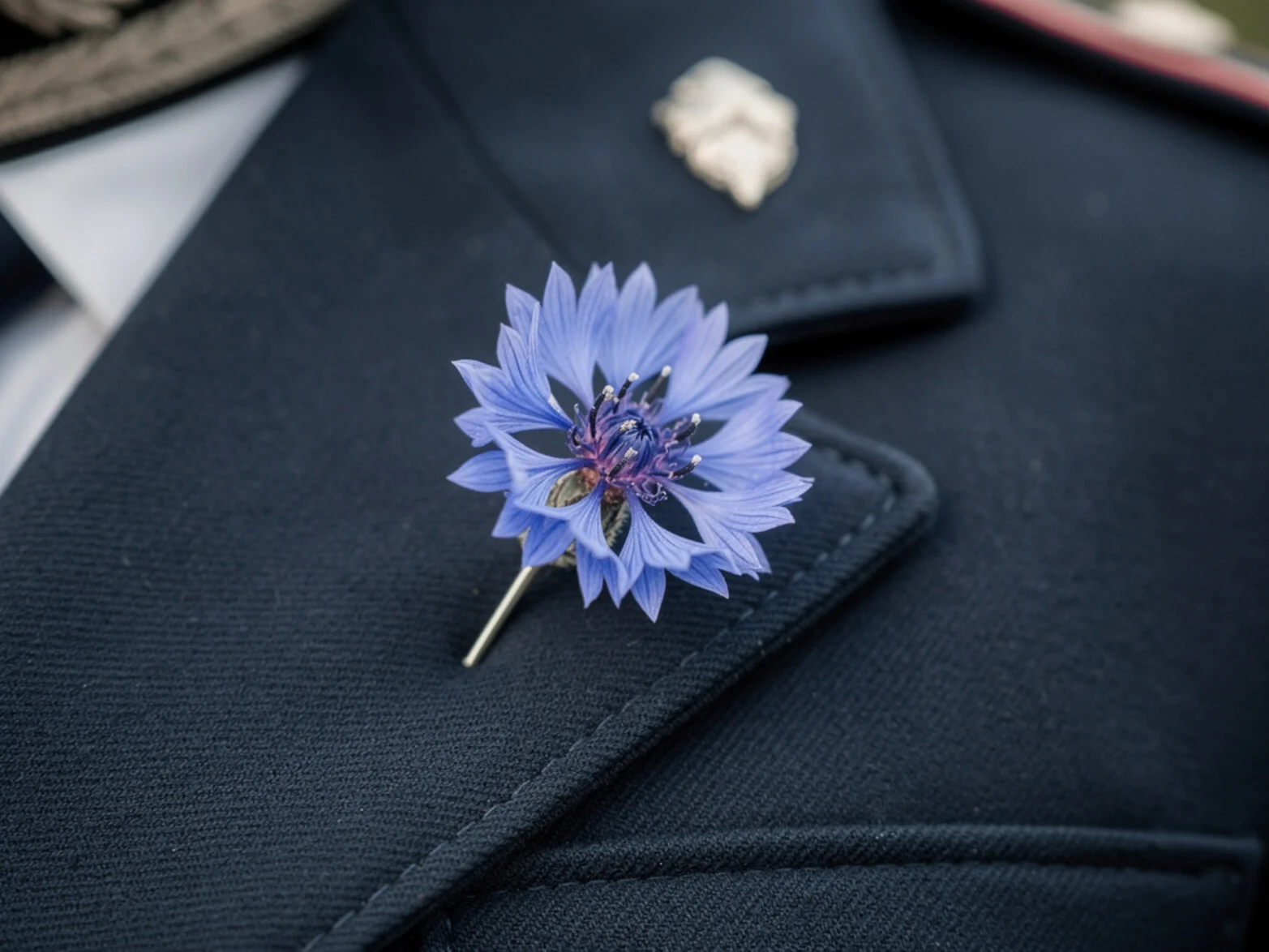 Bleuet de France, fleur du Souvenir