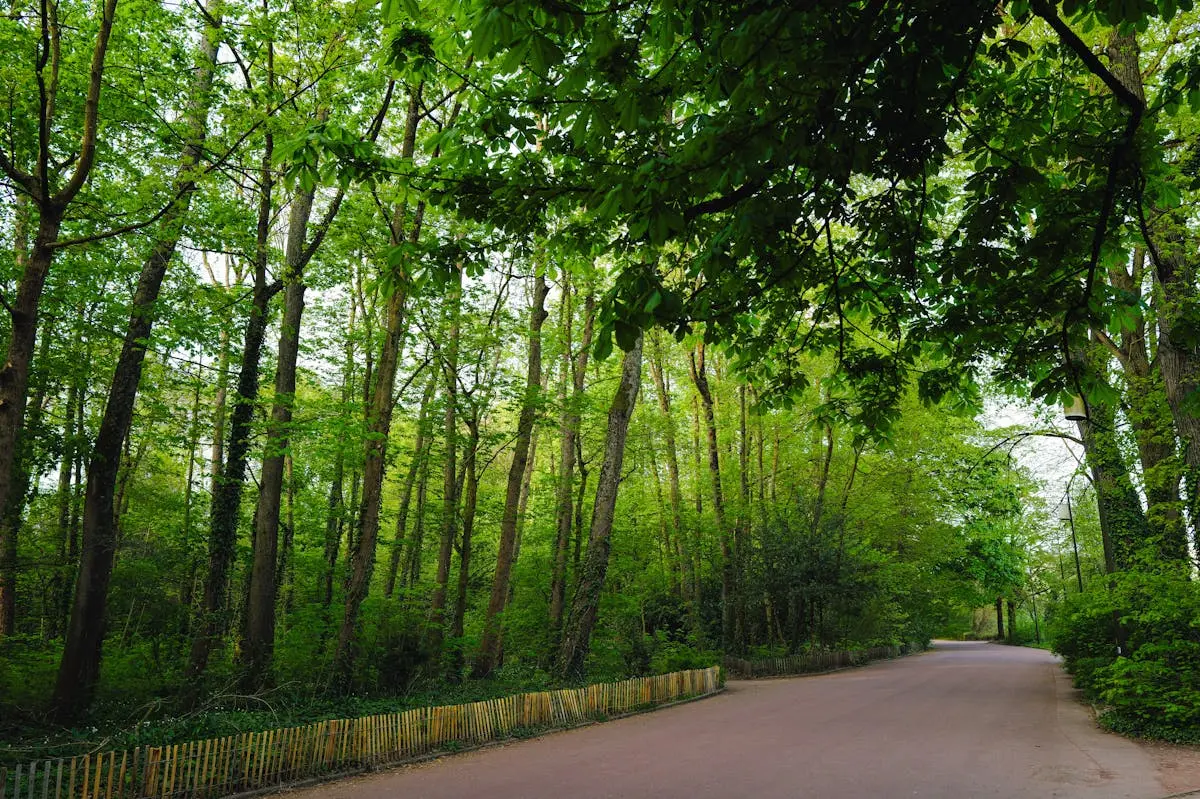 Chemin serein dans une forêt verdoyante en Île-de-France - Aulnay
