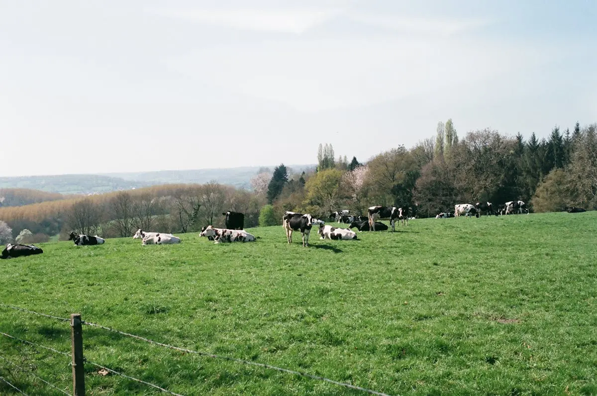 Herd of cows pasturing on green grassy field near tall lush trees in rural area of countryside on summer day