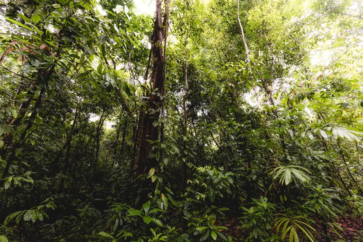 Canopée de la forêt tropicale en Guyane française
