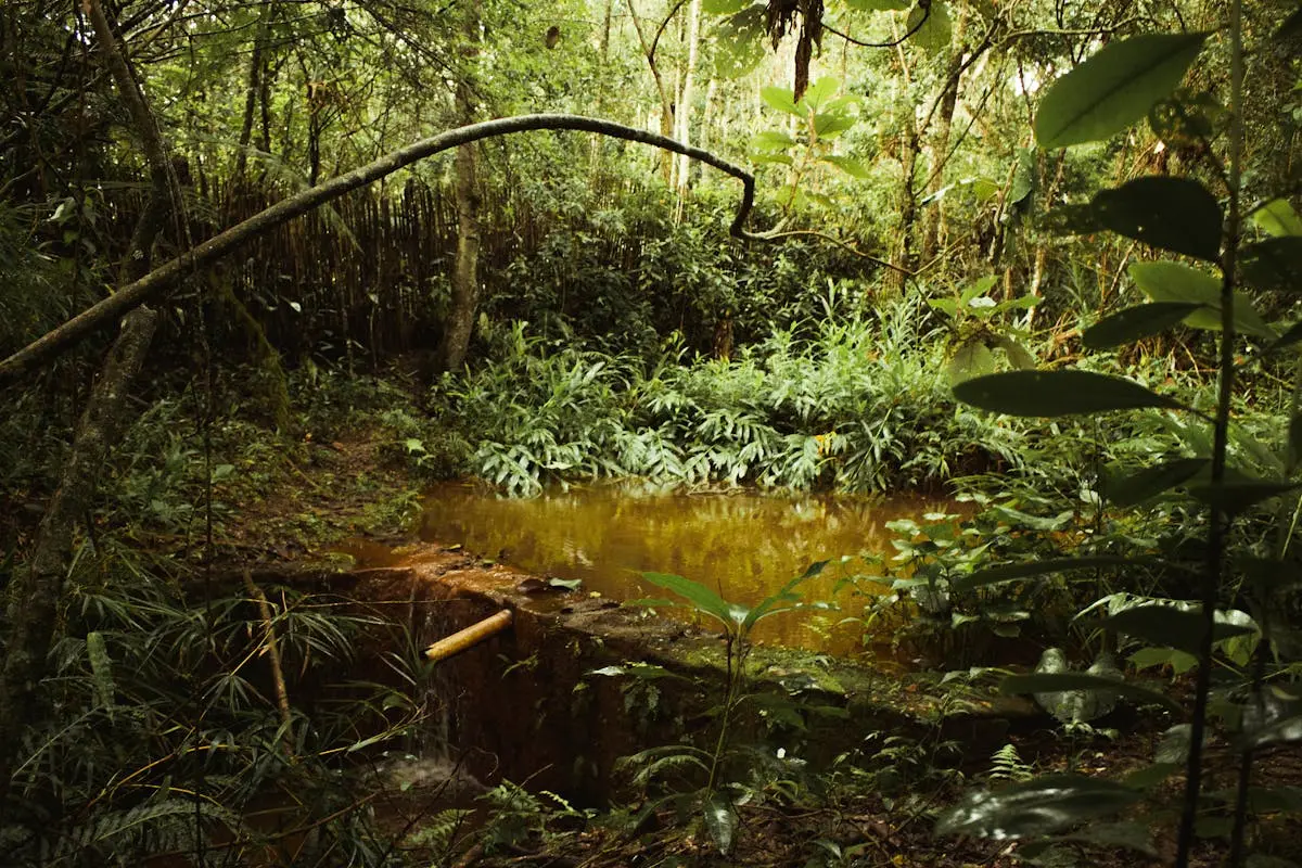 Forêt amazonienne en Guyane française près de Cayenne