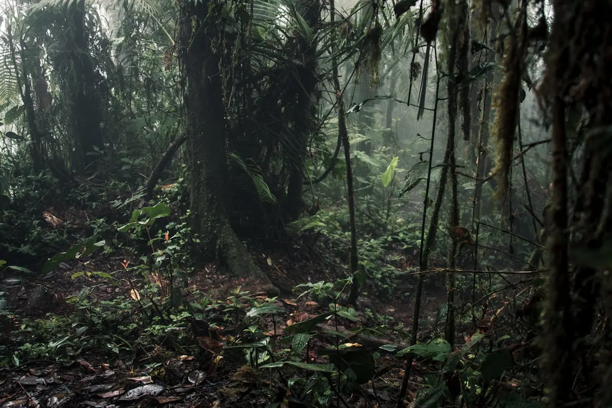 Jungle mystérieuse et brumeuse de la Guyane française