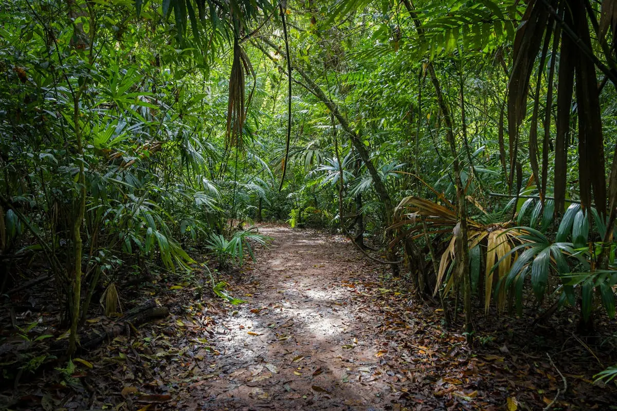 Sentier dans la forêt tropicale de Guyane française