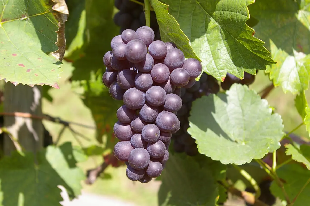 Detailed shot of ripe purple grapes hanging on the vine under the sun, surrounded by green leaves.