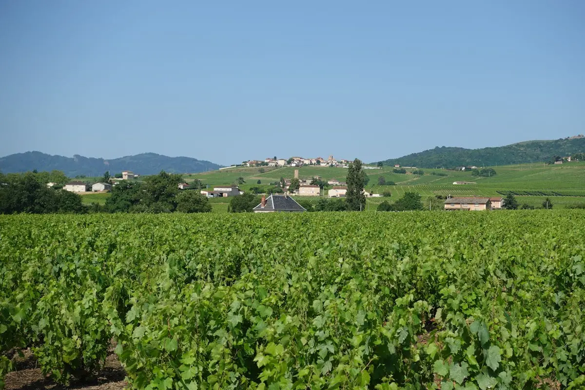 Lush vineyard in France with a picturesque village in the background under clear sky.