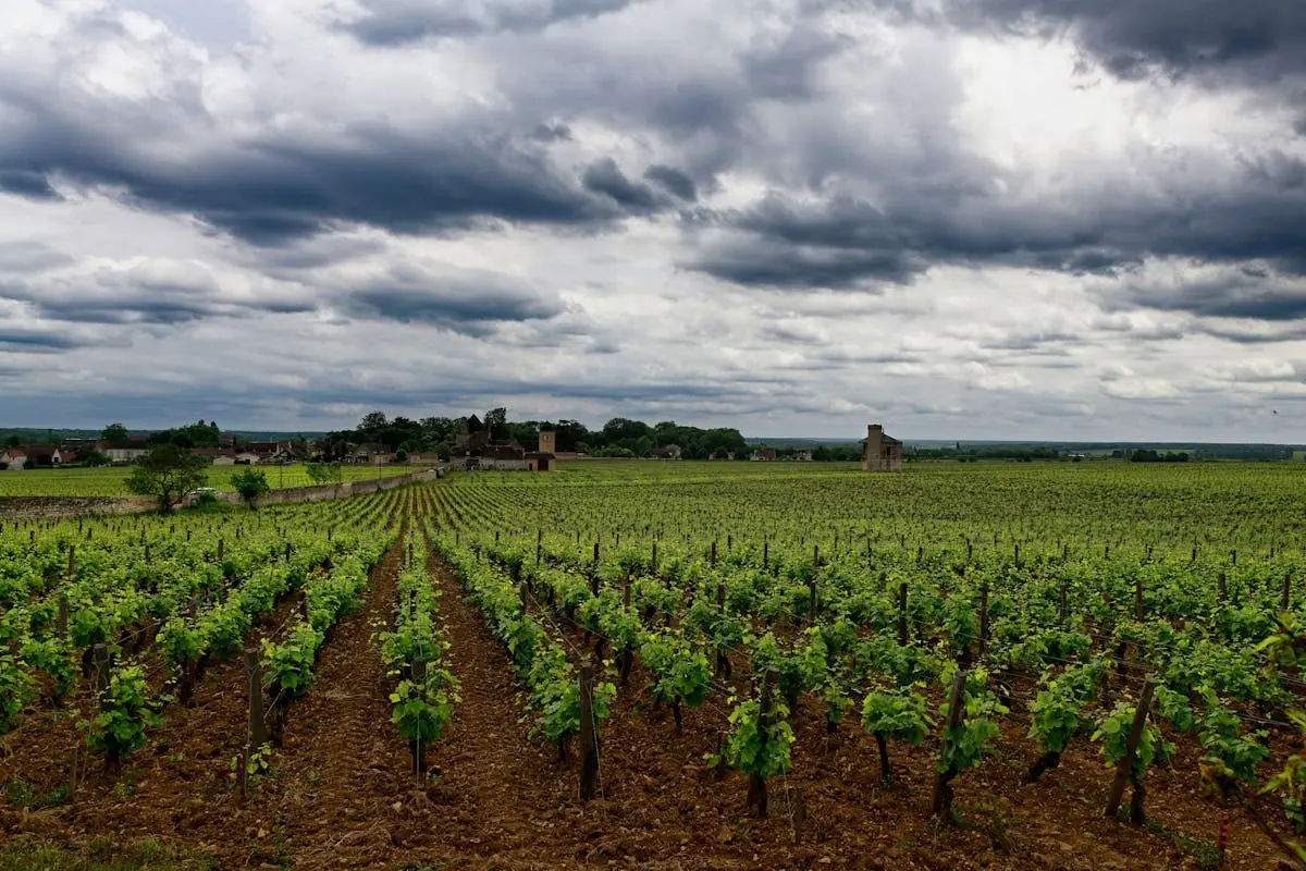 Wide view of a vineyard under a cloudy sky, showcasing lush green grapevines stretching across the farmland.