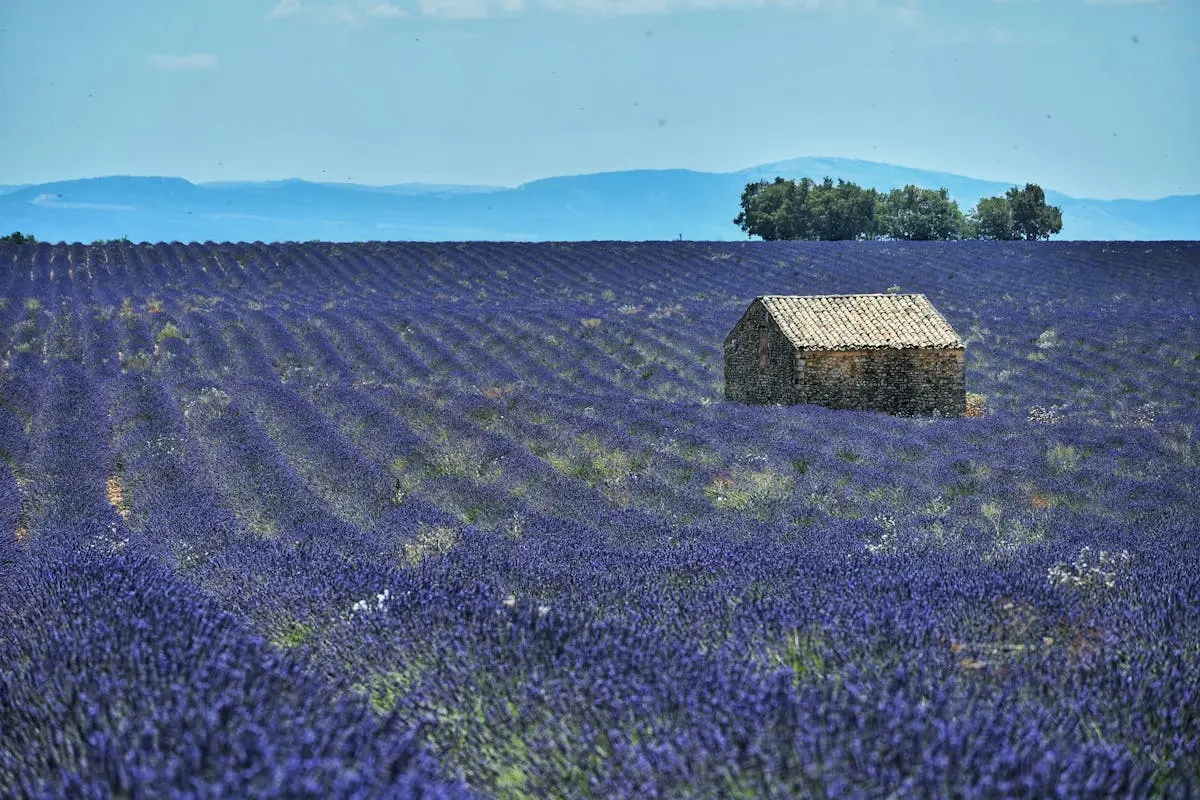 Champs de lavande avec un cabanon en pierre à Valensole sous un ciel d'été