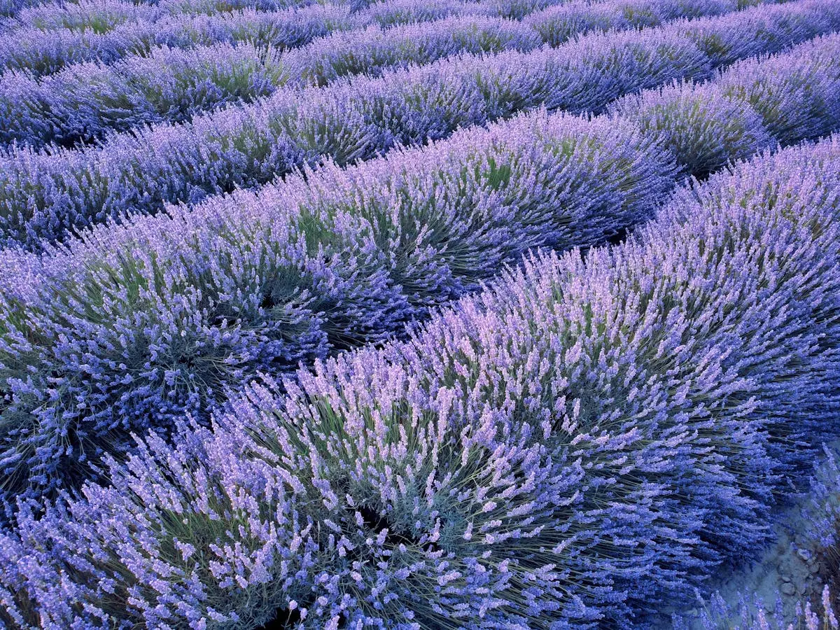 Champs de lavande en pleine floraison en Provence, Alpes-de-Haute-Provence