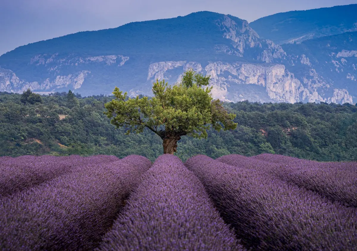 Champs de lavande avec un arbre isolé et les montagnes de Provence à Valensole