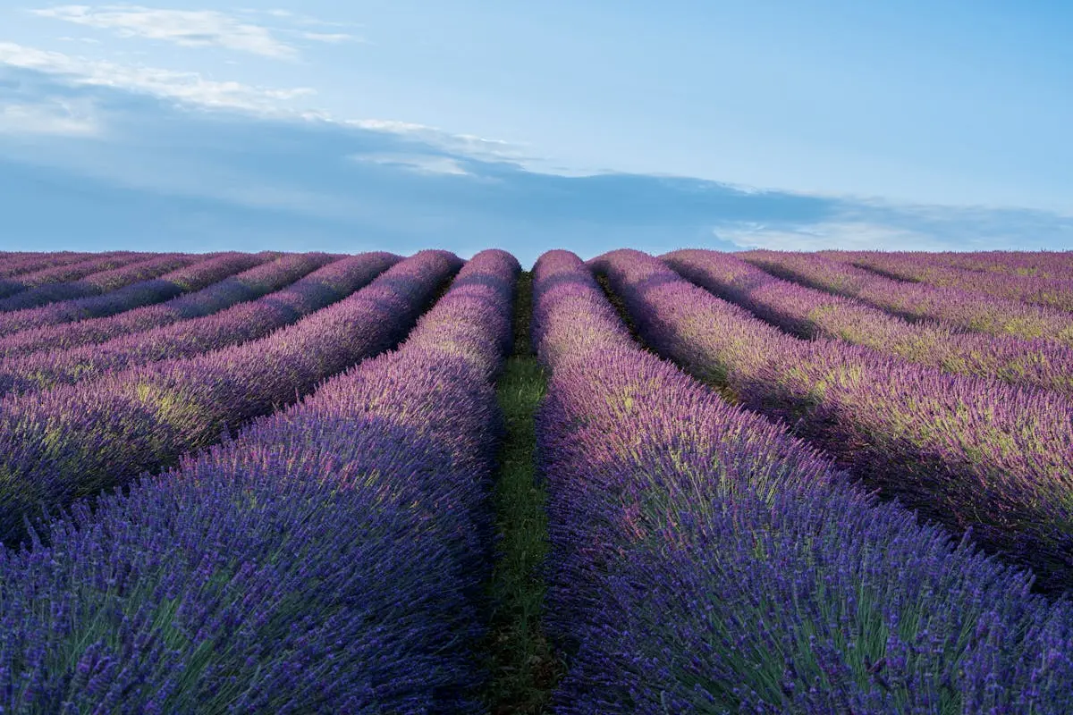 Champs de lavande à Valensole au lever du soleil avec des teintes violettes éclatantes