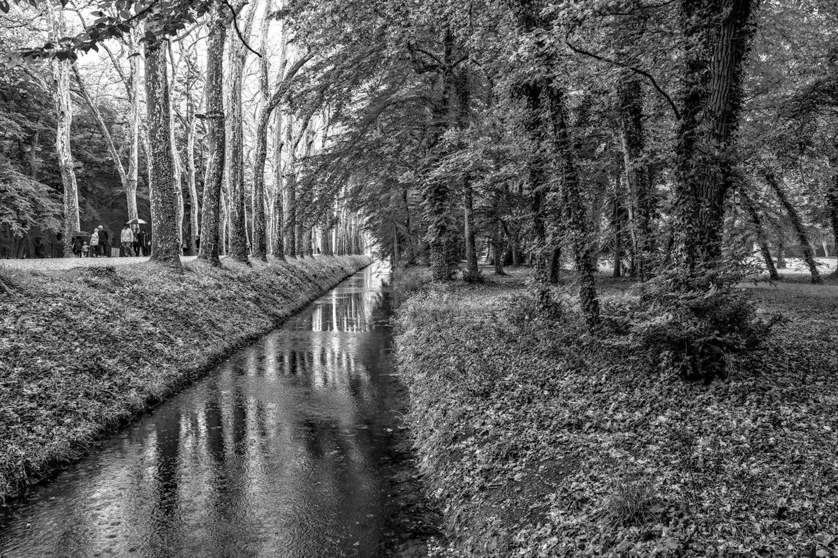 A peaceful forest scene with a stream and walking path in black and white.