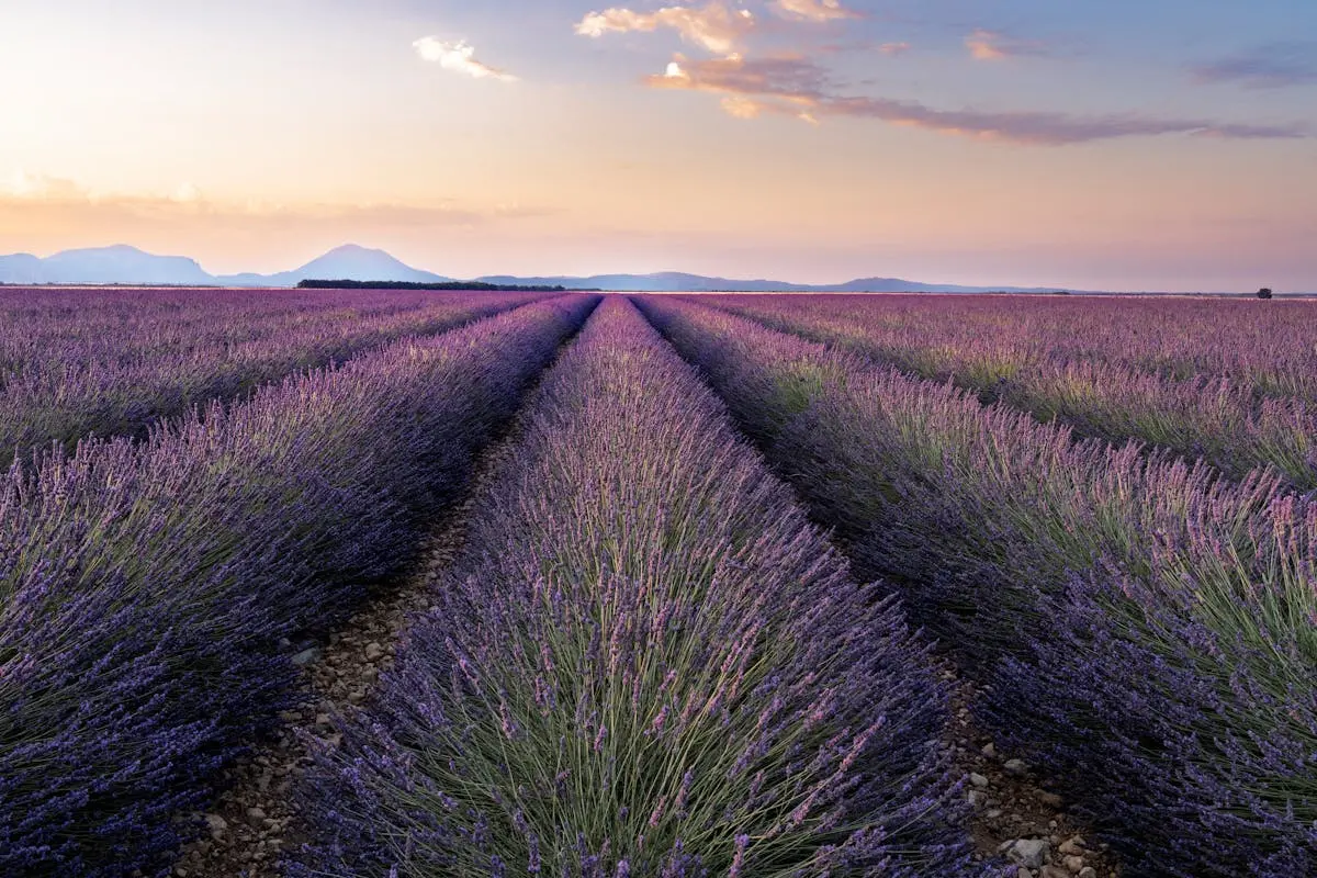 Enchanting lavender fields in Valensole, France, captured at sunrise, showcasing vibrant purple hues.