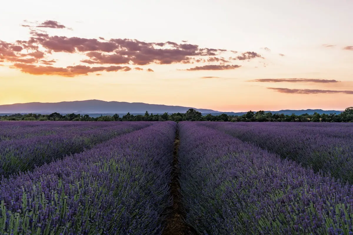 Vibrant lavender fields in bloom at sunrise in Provence, showcasing natural beauty.