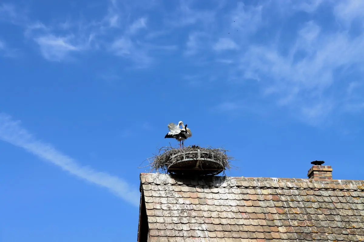 Cigognes sur un toit alsacien - région de Mulhouse
