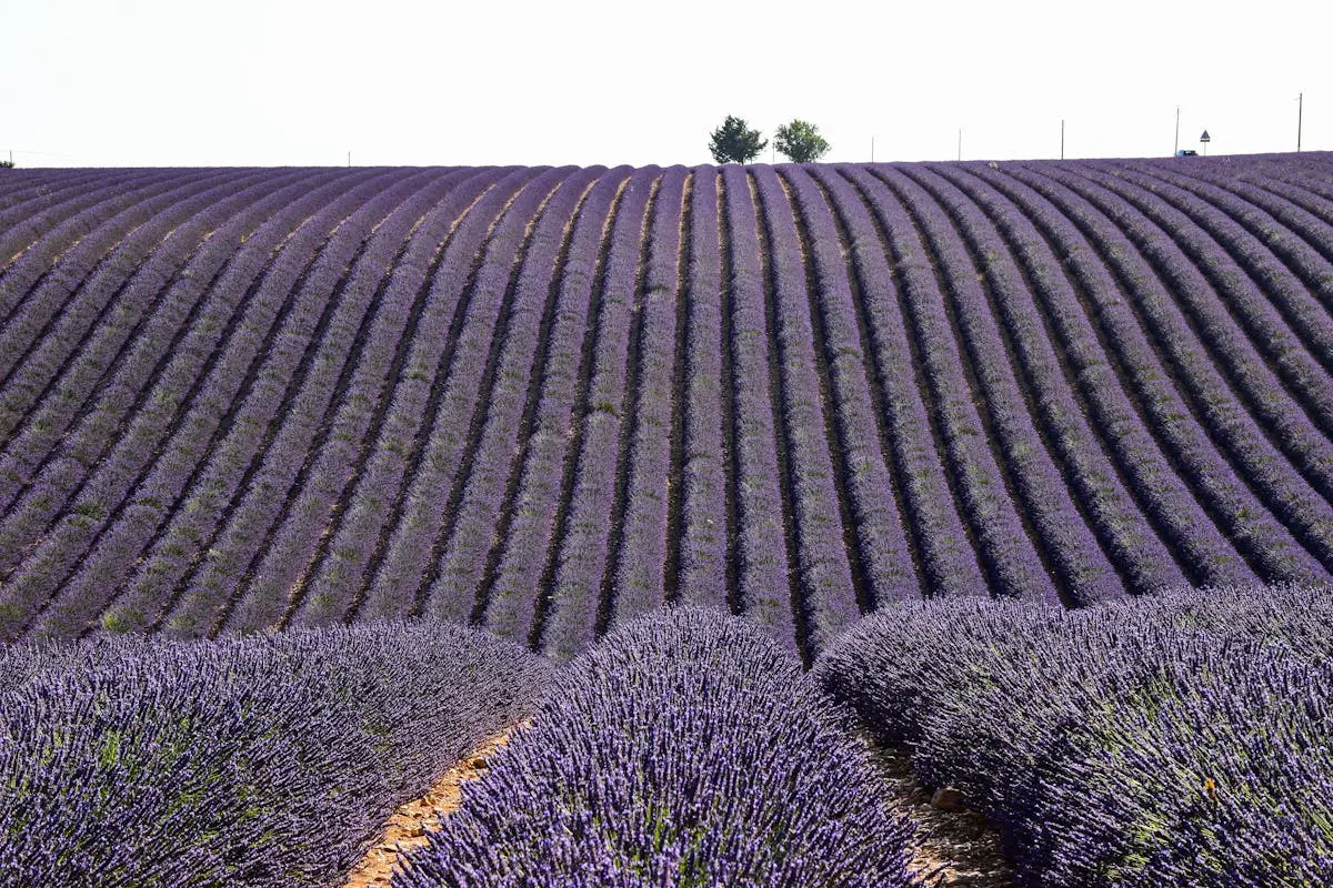 Vast lavender fields in Provence, showcasing beautiful purple rows under a clear sky.