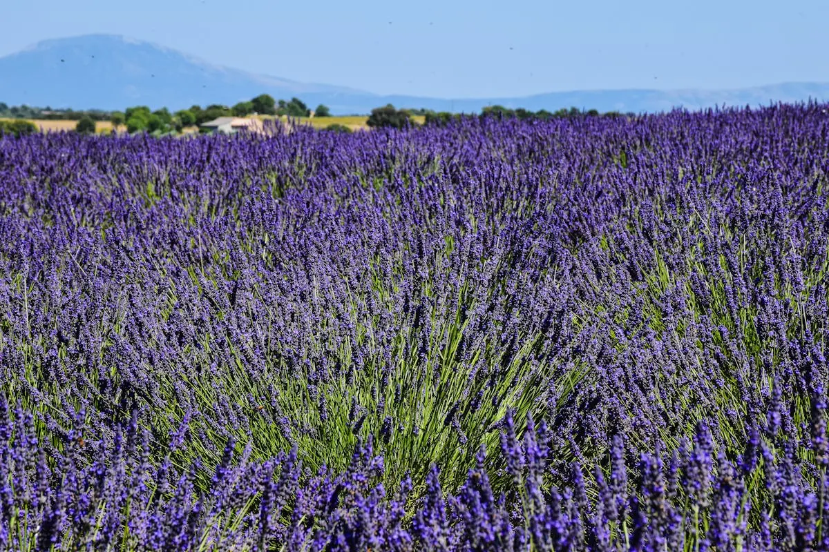 Stunning lavender fields in Provence, capturing the essence of summer.