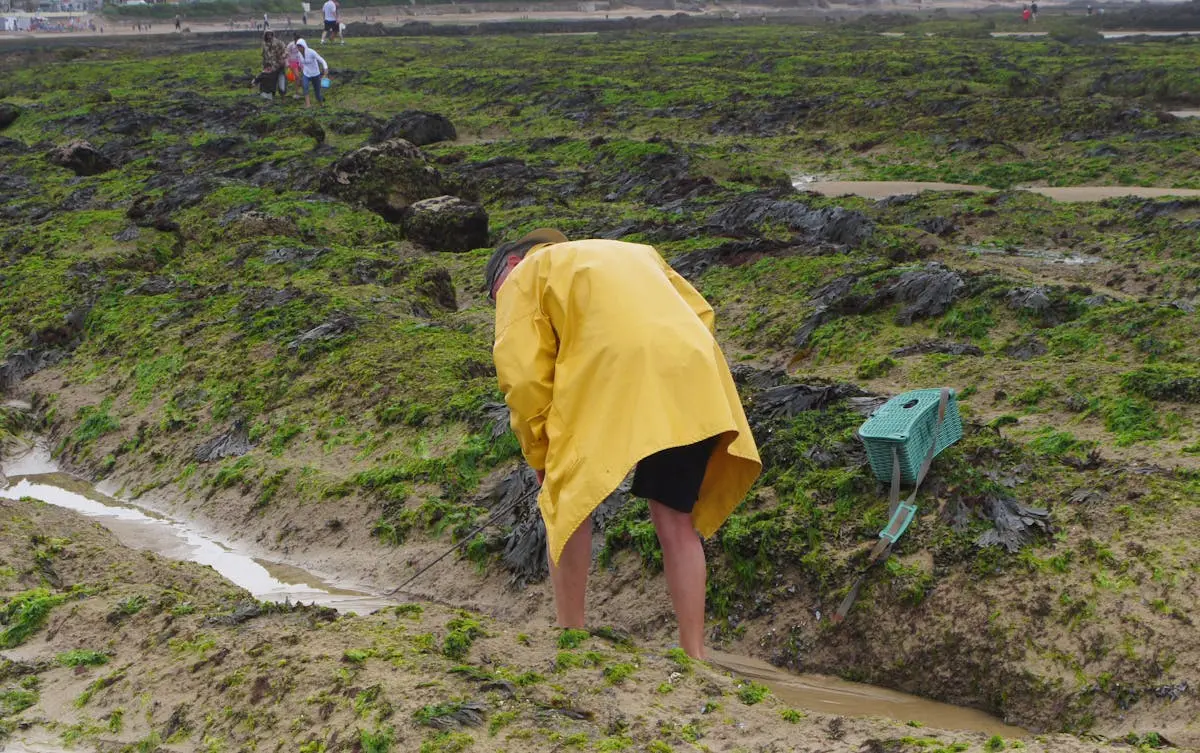 A person collecting seaweed on the rocky shores of Les Sables-d'Olonne, France.