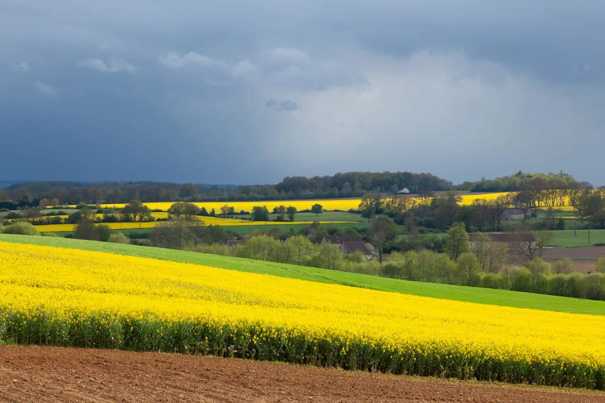 Champs de colza sous un ciel dramatique dans le nord de la France