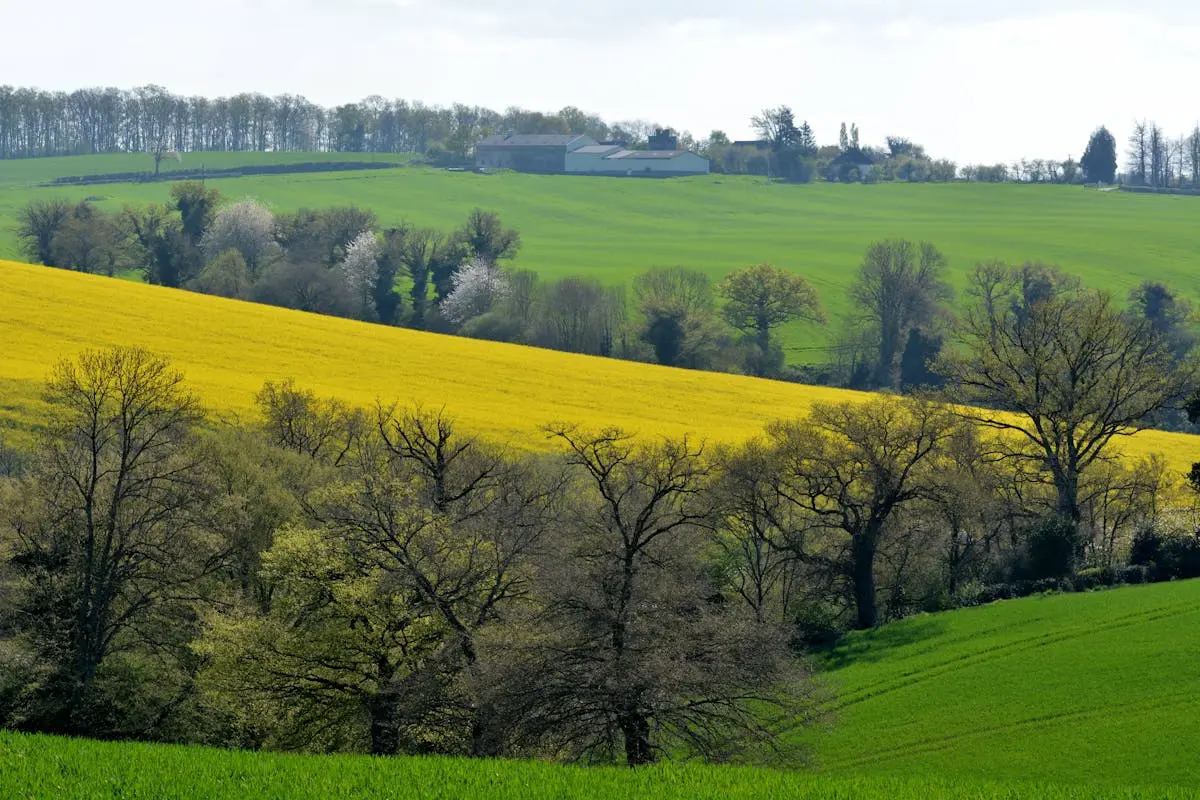 Vue printanière de champs de colza vibrants et de collines verdoyantes dans le nord de la France