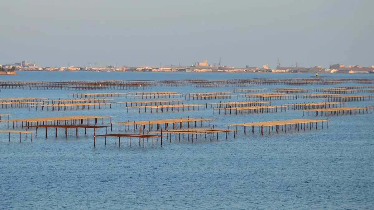 Expansive coastal oyster farming at sunrise with calm waters and distant city skyline.