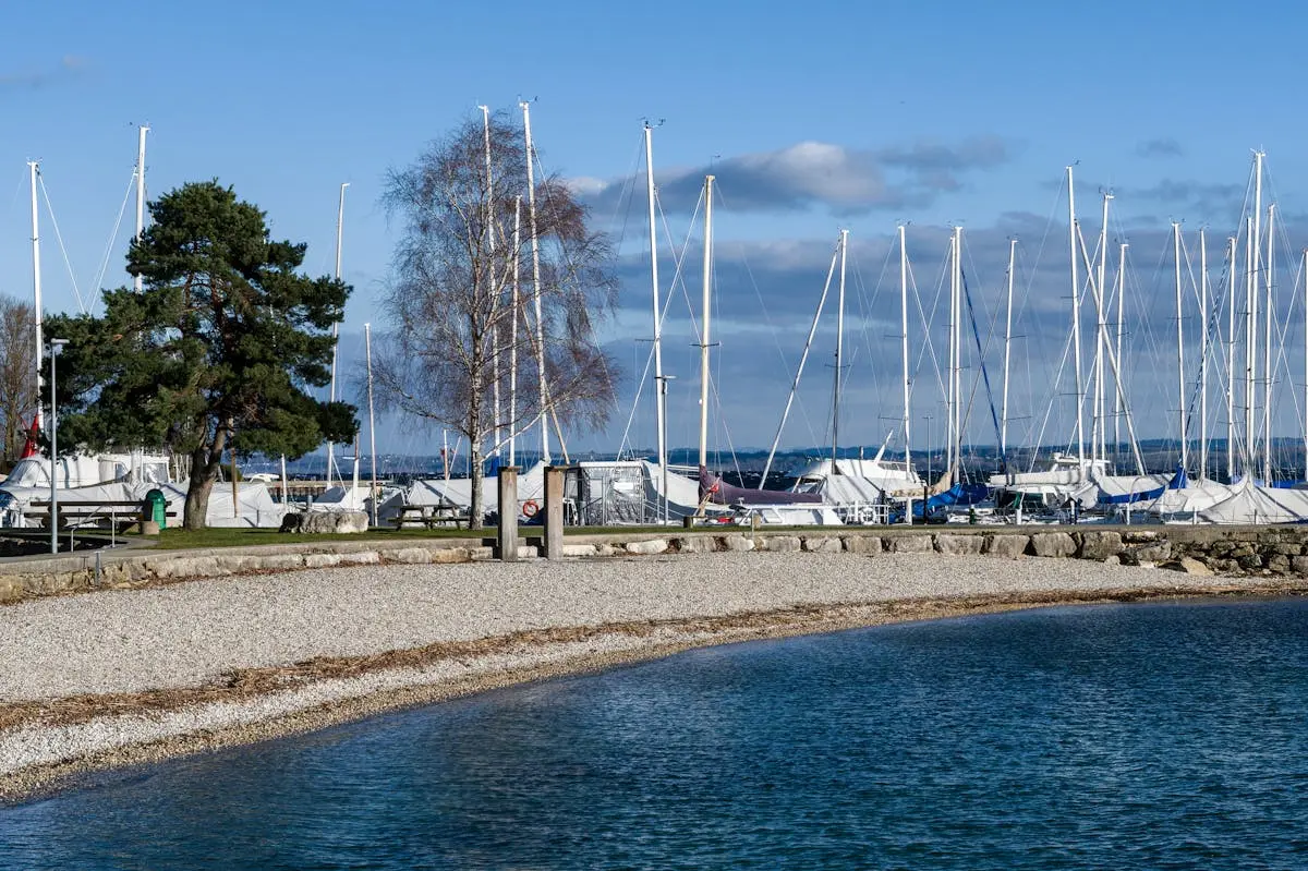 A serene marina with sailboats and trees under a clear blue sky during daytime.